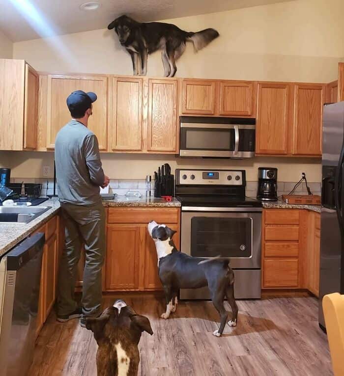 A man stands in a kitchen looking up at a dog standing on top of cabinets.