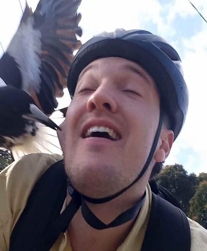 A cyclist wearing a helmet makes a pained face as a magpie pecks his cheek.