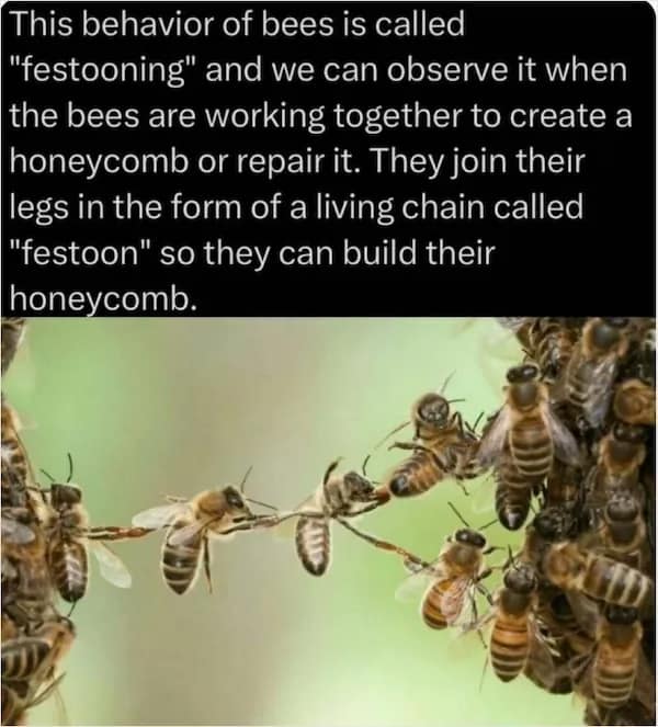 An educational graphic depicting a living chain of bees linking legs to repair a hive, illustrating the random fact known as festooning.