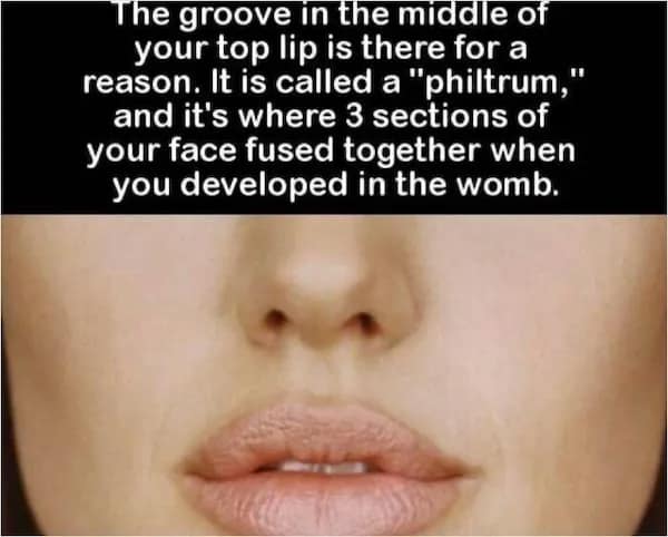 A close-up of a person's upper lip highlighting the philtrum where facial sections fused in the womb, an anatomical random fact about human development.