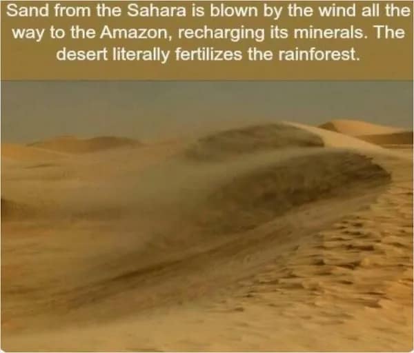 A photograph of a sandstorm in the Sahara desert with text explaining the random fact that wind transports minerals across the Atlantic to fertilize the Amazon rainforest.