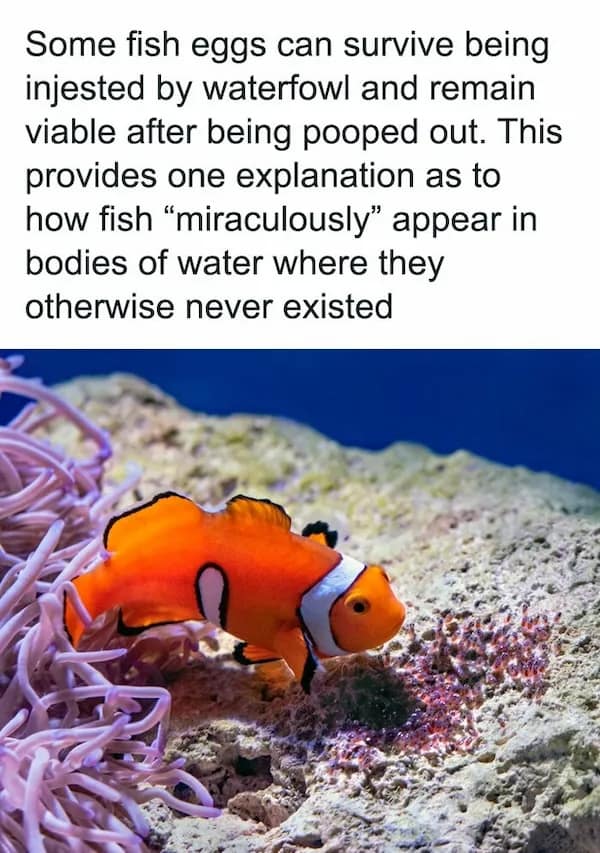 A vibrant clownfish among sea anemones illustrates the random fact that some fish eggs can survive a bird's digestive tract to populate new bodies of water.