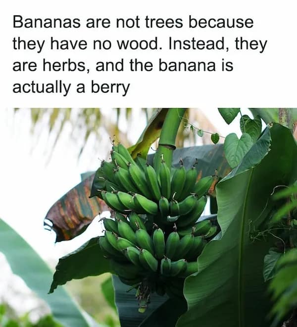 A close-up of a banana bunch on a plant detailing the botanical random fact that bananas are actually berries and the plants are considered large herbs.