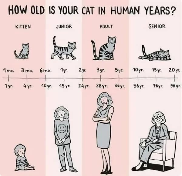 An illustrated comparison chart of feline life stages versus human aging provides a helpful random fact for cat owners to determine their pet's relative age.