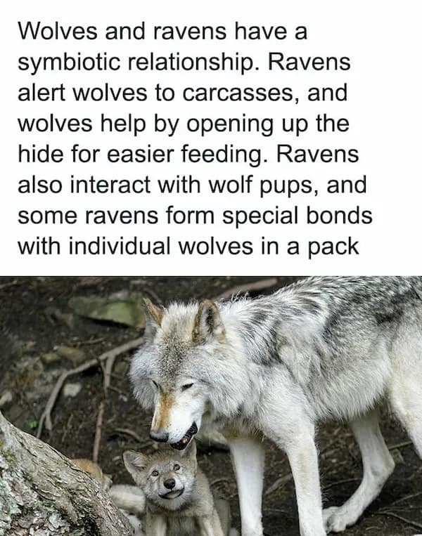 A photo of a wolf and its pup with text describing the symbiotic random fact that ravens alert wolves to food and form individual bonds with pack members.