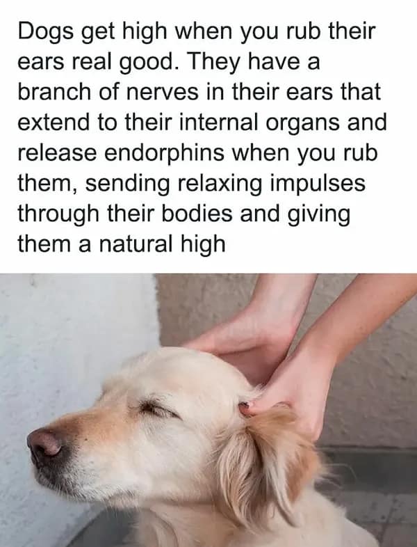 A person rubbing a golden retriever's ears to demonstrate the biological random fact that nerves in a dog's ear can trigger a natural endorphin high.