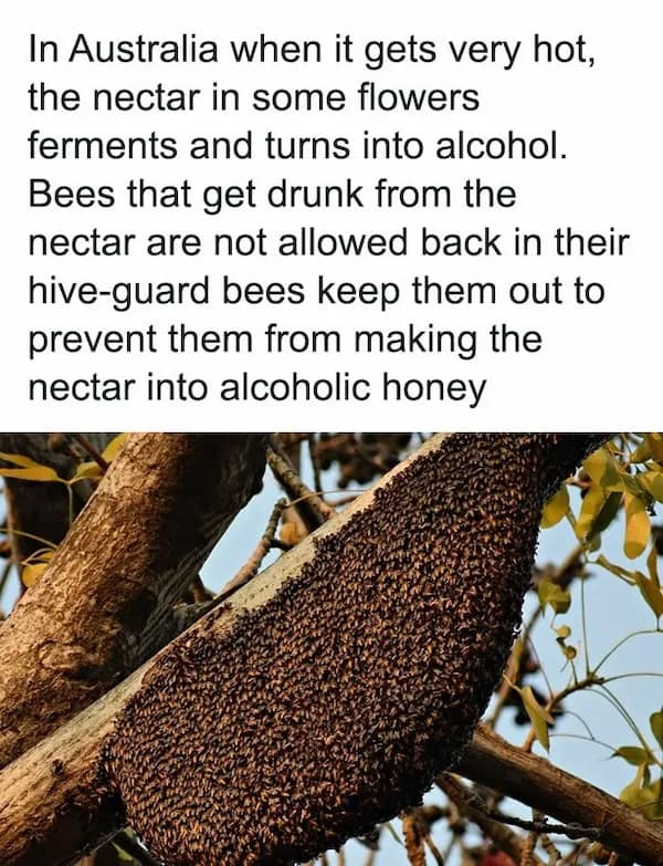 A massive swarm of bees on a tree branch highlights the Australian random fact that guard bees bar drunk, fermented-nectar-drinking bees from the hive.