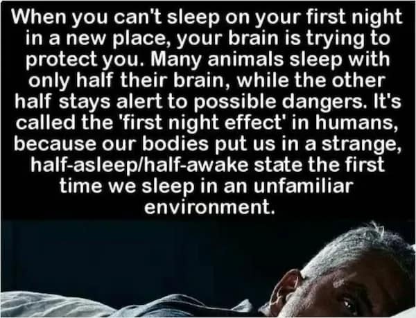 An infographic about the first night effect where half the human brain stays alert in new environments, a fascinating random fact for travelers.