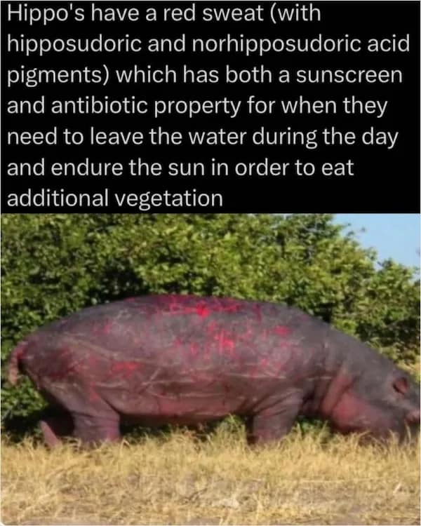 A photograph of a hippopotamus secreting red hipposudoric acid which acts as a natural sunscreen, a bizarre random fact about animal biology.