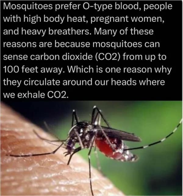 macro shot of a mosquito on skin with text detailing their preference for O-type blood and carbon dioxide, a helpful random fact for the summer.