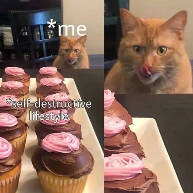 An orange cat licking its lips while looking at a tray of chocolate cupcakes labeled self-destructive lifestyle.