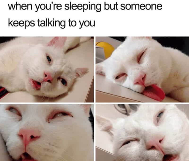 Four-panel grid of a white cat looking drowsy and annoyed while being disturbed.