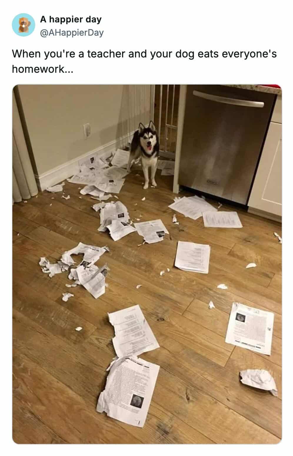 A chaotic teacher meme photo of a husky dog standing among a sea of shredded student assignments with the caption "your dog eats everyone's homework."