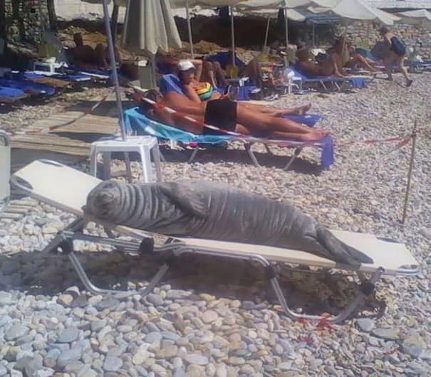 A delightful beach meme captures a wild gray seal lying completely flat and sunbathing on a standard plastic lounge chair along a rocky pebble coastline.