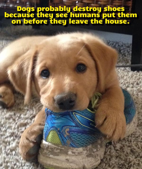 An adorable golden retriever puppy chewing on a bright blue running shoe highlights a viral visual funny shower thought explaining the secret canine logic behind destroying the footwear humans need to leave the house.
