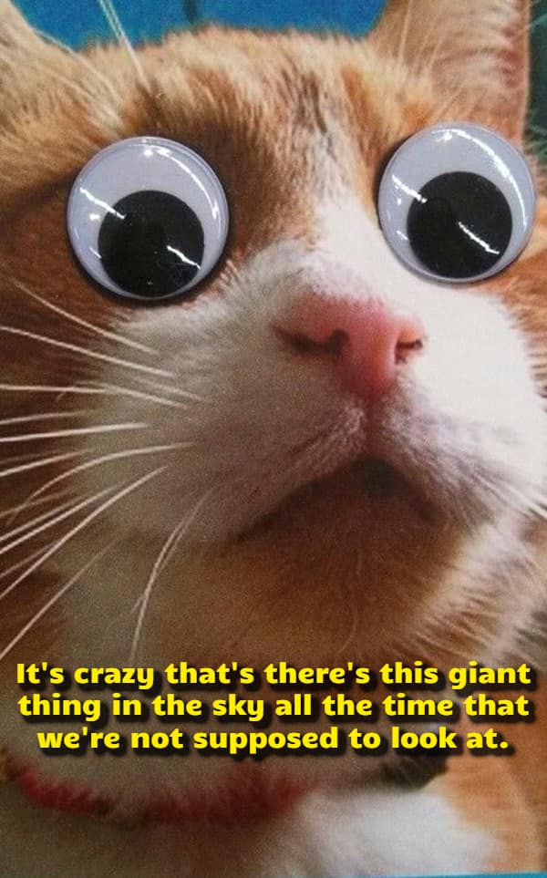 A close-up portrait of an orange and white tabby cat with giant plastic googly eyes glued over its face frames a visual funny shower thought about the cosmic absurdity of the sun being a massive sky object humans are forbidden from looking at.