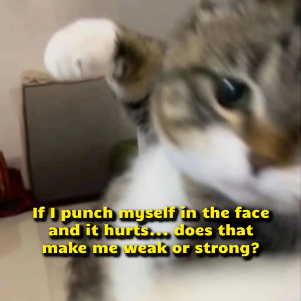 A motion-blurred snapshot of a domestic shorthair cat mid-swipe delivers a visual funny shower thought evaluating the ultimate physical paradox of whether punching yourself and feeling pain makes you weak or strong.