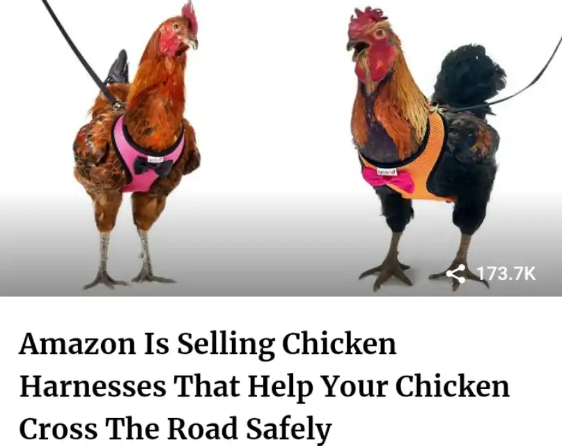 An advertisement for a weird product on Amazon: chicken harnesses and leashes in bright pink and orange, designed to help pet poultry "cross the road safely."