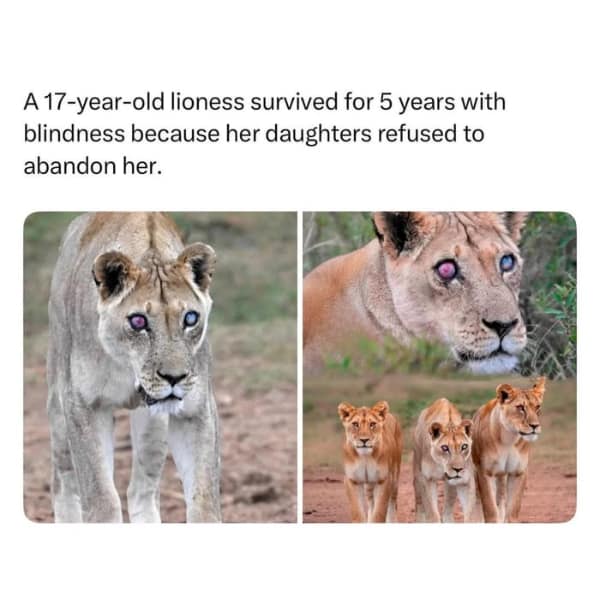 wholesome meme collage featuring a 17-year-old blind lioness with glowing pink and blue eyes walking majestically through the savannah, supported by her three devoted adult daughters who helped her survive for five years.