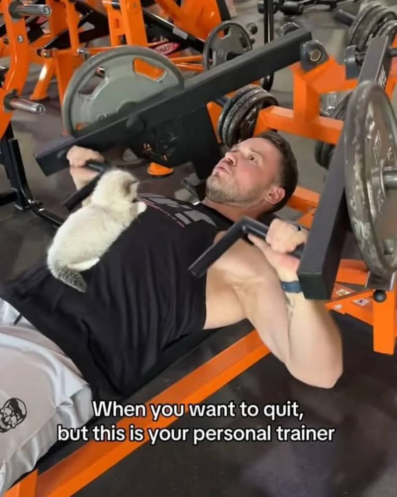 A man performing a heavy chest press at the gym with a tiny white kitten resting on his torso.