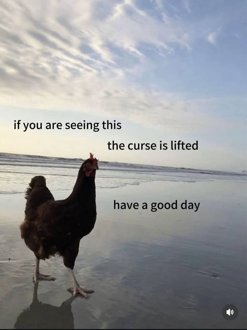 A chicken standing on a calm beach shore with text declaring a curse is lifted.