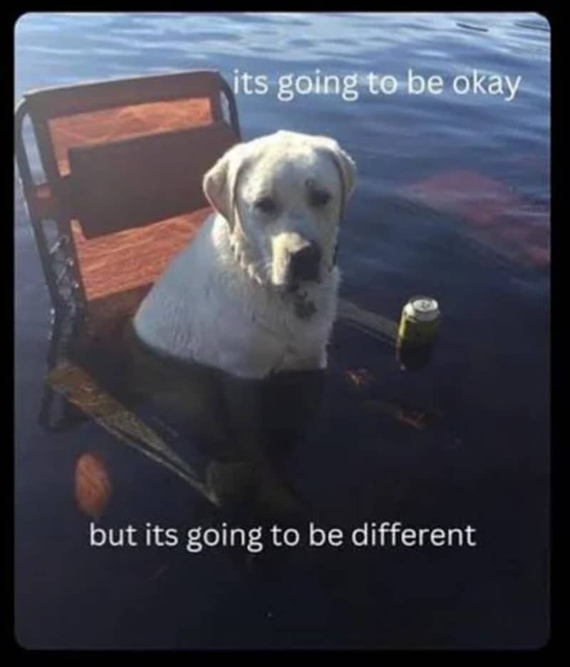 White labrador dog sitting in a submerged lawn chair in a calm lake with comforting text.