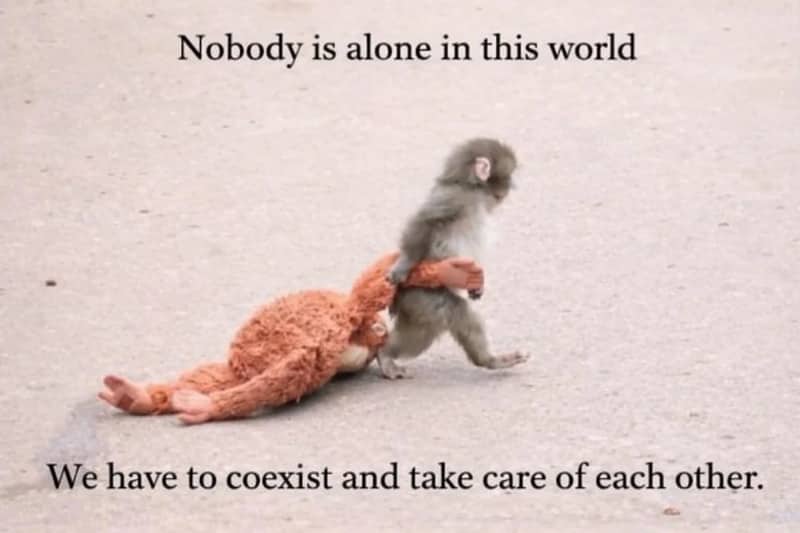 Small monkey dragging a plush stuffed animal version of a monkey across a paved floor.