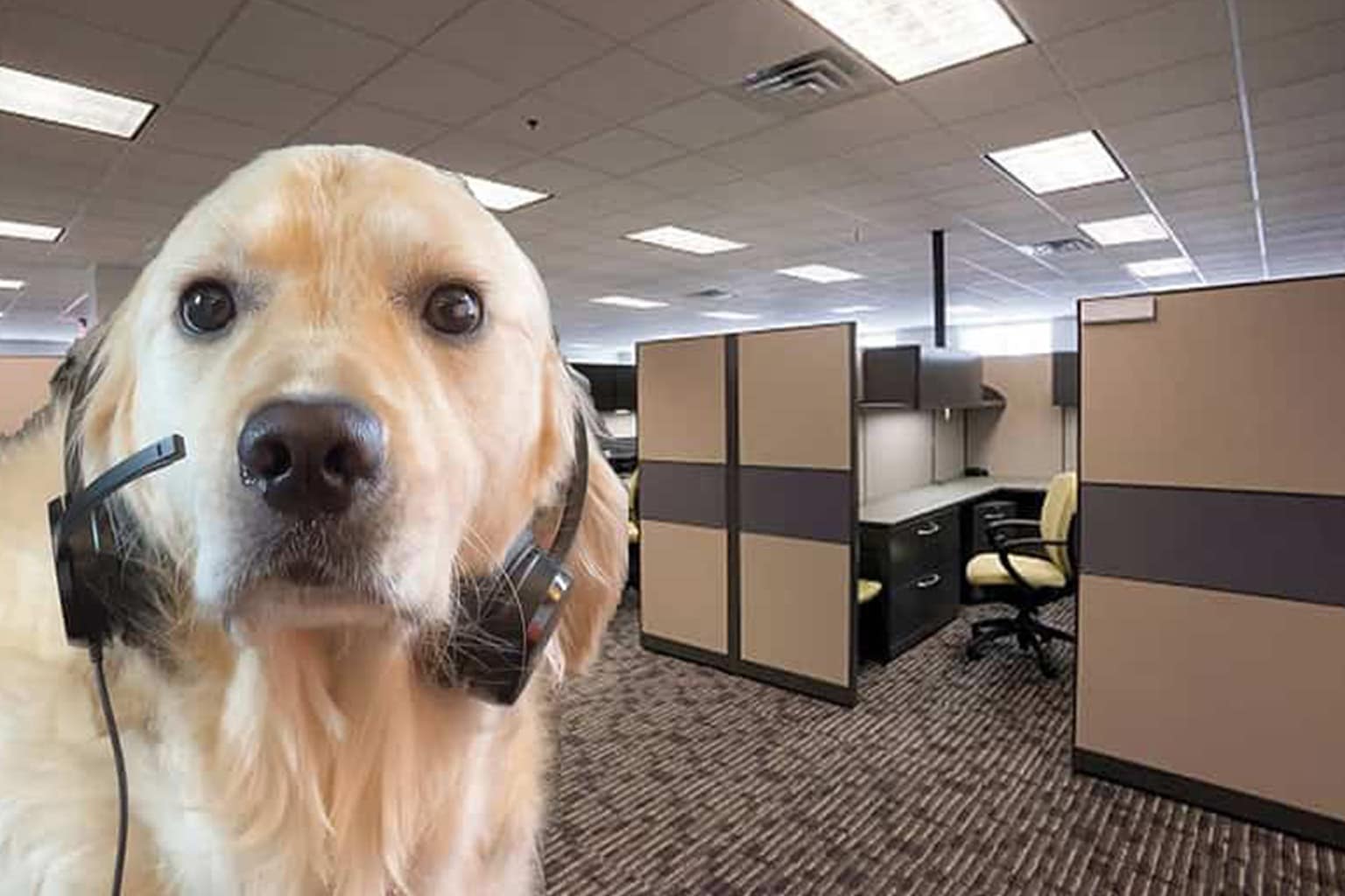 A comprehensive work memes gallery capturing the collective burnout of 2026, featuring Billy Mays promising "more" bad news, a Golden Retriever in a call-center headset, and a giant Big Bird trying to look professional during a Monday morning board meeting.
