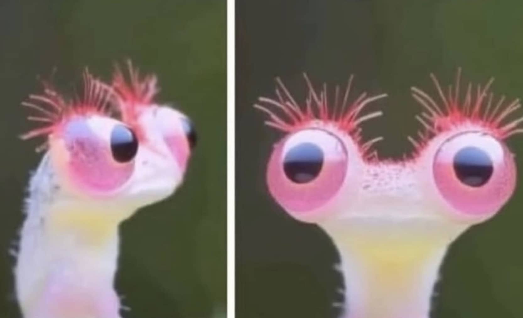 Two panel side profile and front view of a funny wide eyed creature with pink eyelashes.