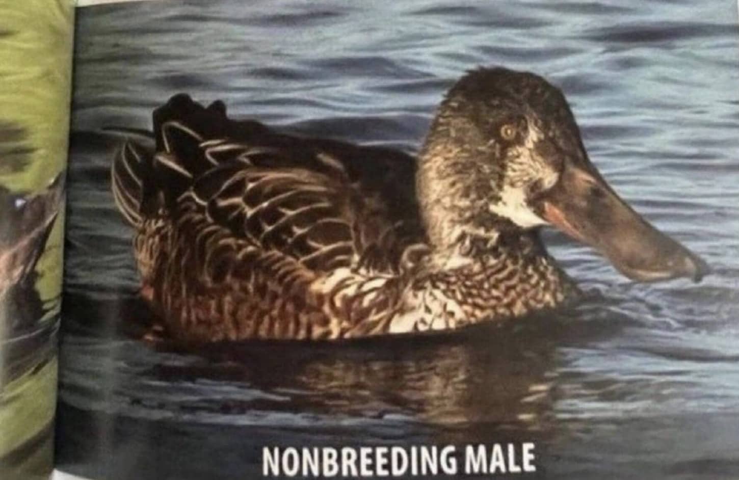 A northern shoveler duck swimming in the water with text reading nonbreeding male.