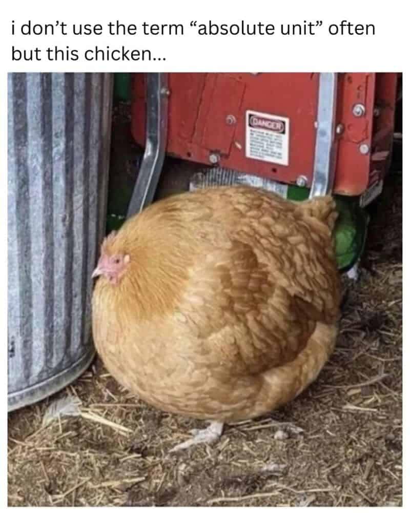 Among popular internet animal memes, this specific photo captures an incredibly round, plump buff orpington chicken standing on a patch of straw. The massive bird forms a nearly perfect sphere of golden-brown feathers next to a corrugated metal trash can and a red generator, accompanied by the text layer: "i don't use the term “absolute unit” often but this chicken...".
