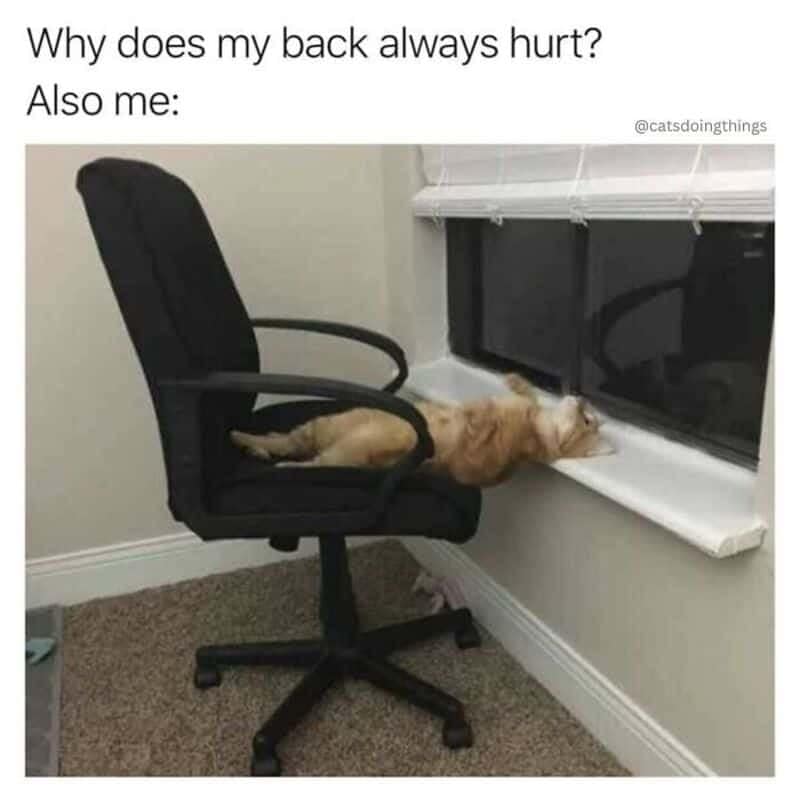 A painfully accurate animal memes post tackles terrible posture under the text prompt, "Why does my back always hurt? Also me:". The visual explanation shows a funny ginger tabby cat sleeping completely flat on its back, awkwardly bridging a wide gap between a black office desk chair and a narrow window sill.