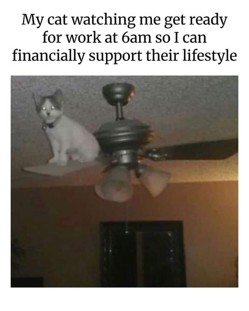 A classic example of animal memes highlights domestic hierarchy with a cat perched precariously on top of a ceiling fan blade at 6:00 AM. Glowing white eyes stare down from the dark ceiling as the text overlay dryly notes the reality of the daily hustle: "My cat watching me get ready for work at 6am so I can financially support their lifestyle."