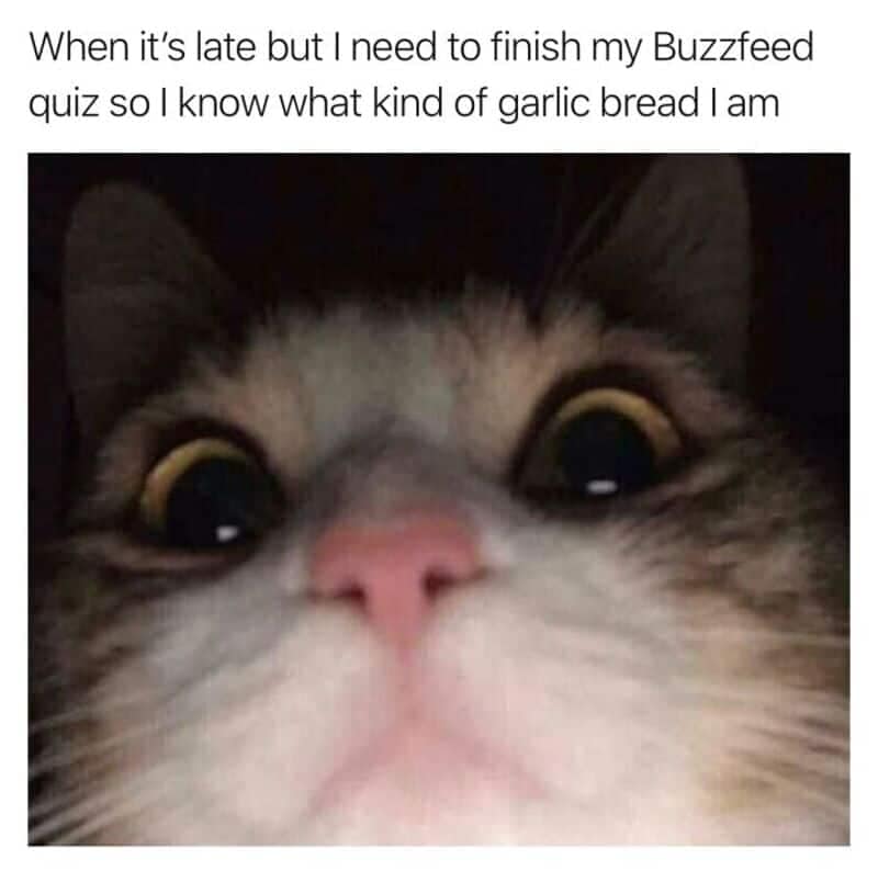Staring wide-eyed into the dark, this animal memes template captures the addictive nature of internet quizzes using an extreme close-up of a cat's face. Dilated black pupils fixate forward beneath the relatable caption: "When it’s late but I need to finish my Buzzfeed quiz so I know what kind of garlic bread I am."
