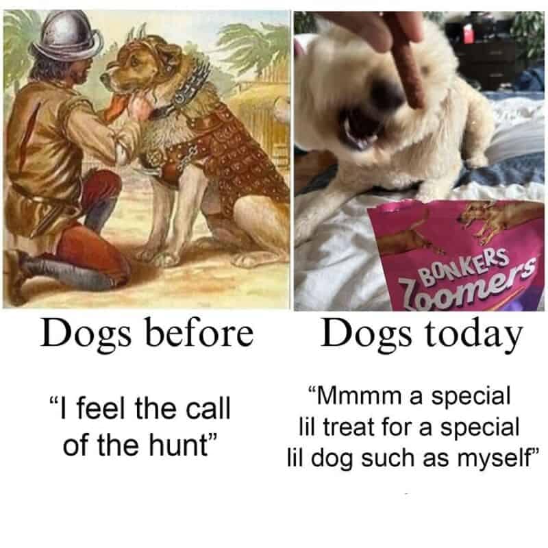 This popular format for animal memes contrasts canine evolutionary history using a side-by-side "Dogs before vs. Dogs today" template. The left panel shows a historical painting of an armored war dog under the quote, "I feel the call of the hunt," while the right panel shows a fluffy lap dog snapping up a treat next to a bag of Bonkers Zoomers under the quote, "Mmmm a special lil treat for a special lil dog such as myself."
