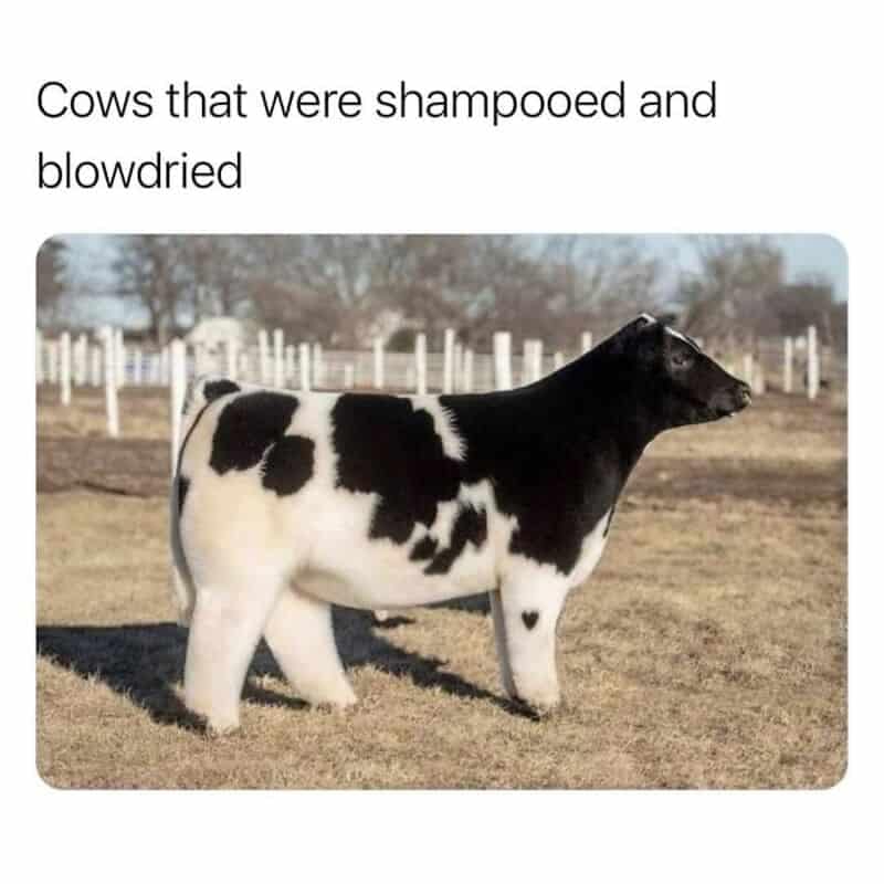 An incredibly satisfying and funny animal memes picture presents a pristine, fluffy Holstein show cow standing in a dry field. The animal has been perfectly shampooed and blow-dried, transforming its typical rough farm hide into an incredibly smooth, plush, rectangular cube of black and white fur.