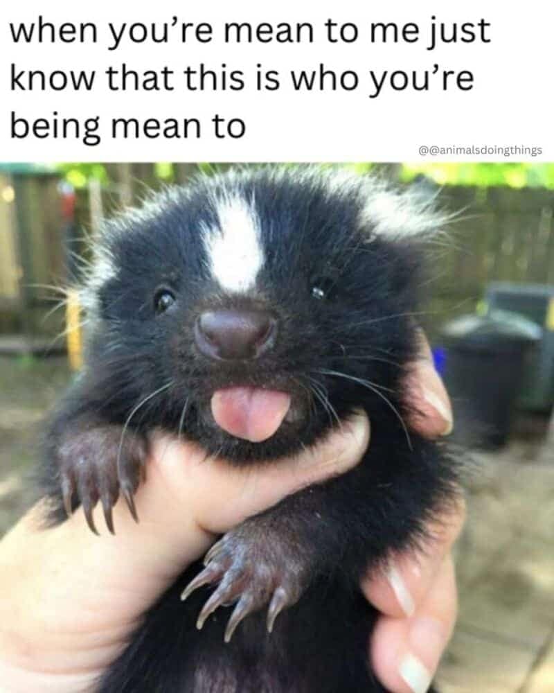 A sweet and disarming animal memes post uses a close-up photo of an adorable baby skunk sticking out its tiny pink tongue while being held gently in a human hand. The defensive text layer above targets online arguments, stating: "when you’re mean to me just know that this is who you’re being mean to," watermarked by @animalsdoingthings.
