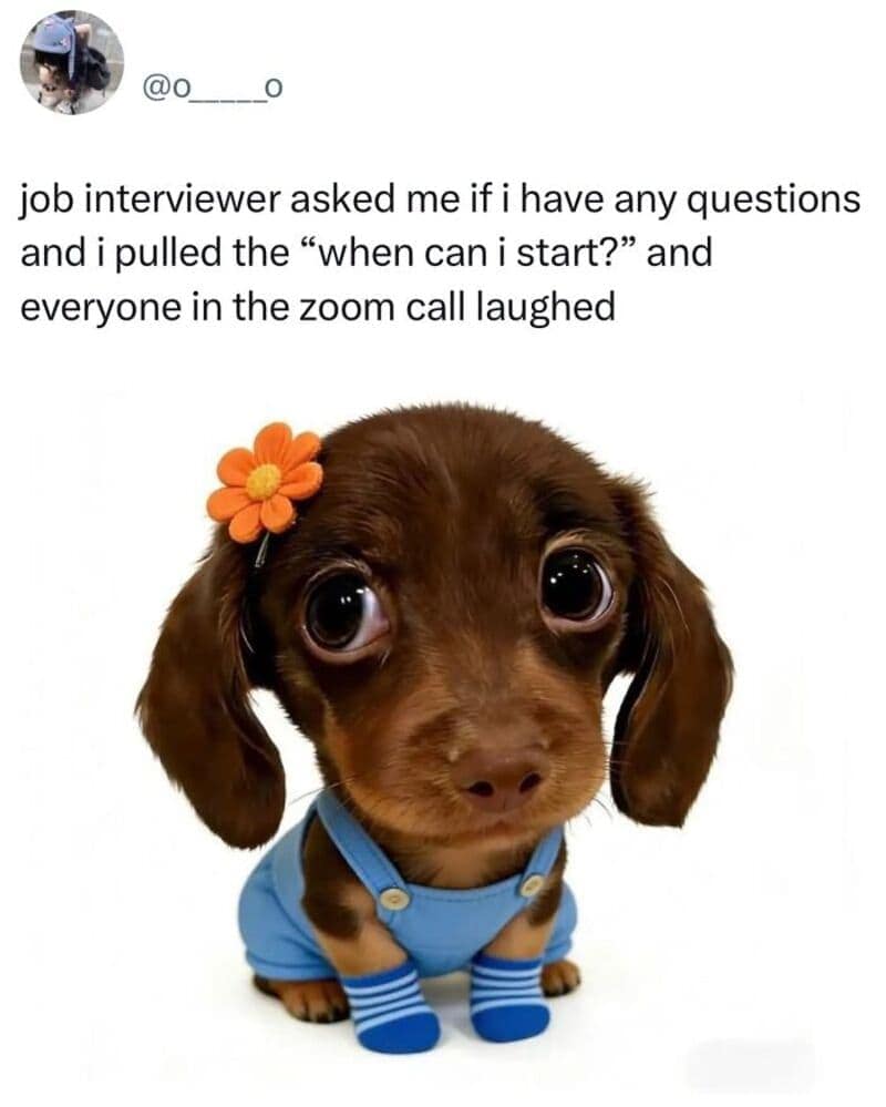 This highly emotional and cute animal memes graphic illustrates an awkward corporate Zoom interview blunder with an AI-style portrait of a tiny puppy. The dachshund is styled in a blue denim overall outfit with matching striped blue socks and an orange flower hair clip, sitting beneath a tweet describing a job candidate pulling a bold "when can I start?" line to dead silence.