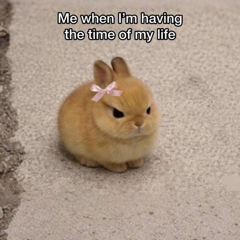 Featuring a grumpy brown bunny, this animal memes upload subverts expectations with a funny lifestyle paradox. The tiny, completely spherical rabbit sits on grey concrete glaring furiously into the middle distance while wearing a tiny pink bow photoshopped onto its ears, underneath the text layer: "Me when I’m having the time of my life."