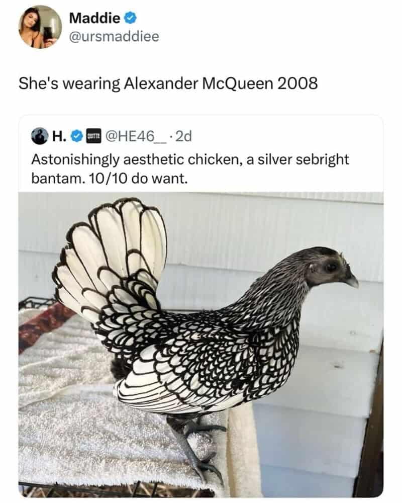 This highly aesthetic animal memes entry displays a Twitter screenshot where user Maddie (@ursmaddieee) comments on a rare bird breed by writing, "She's wearing Alexander McQueen 2008." The lower half of the graphic displays an astonishingly beautiful silver sebright bantam chicken with striking white feathers outlined in fine black borders, standing elegantly on a towel.