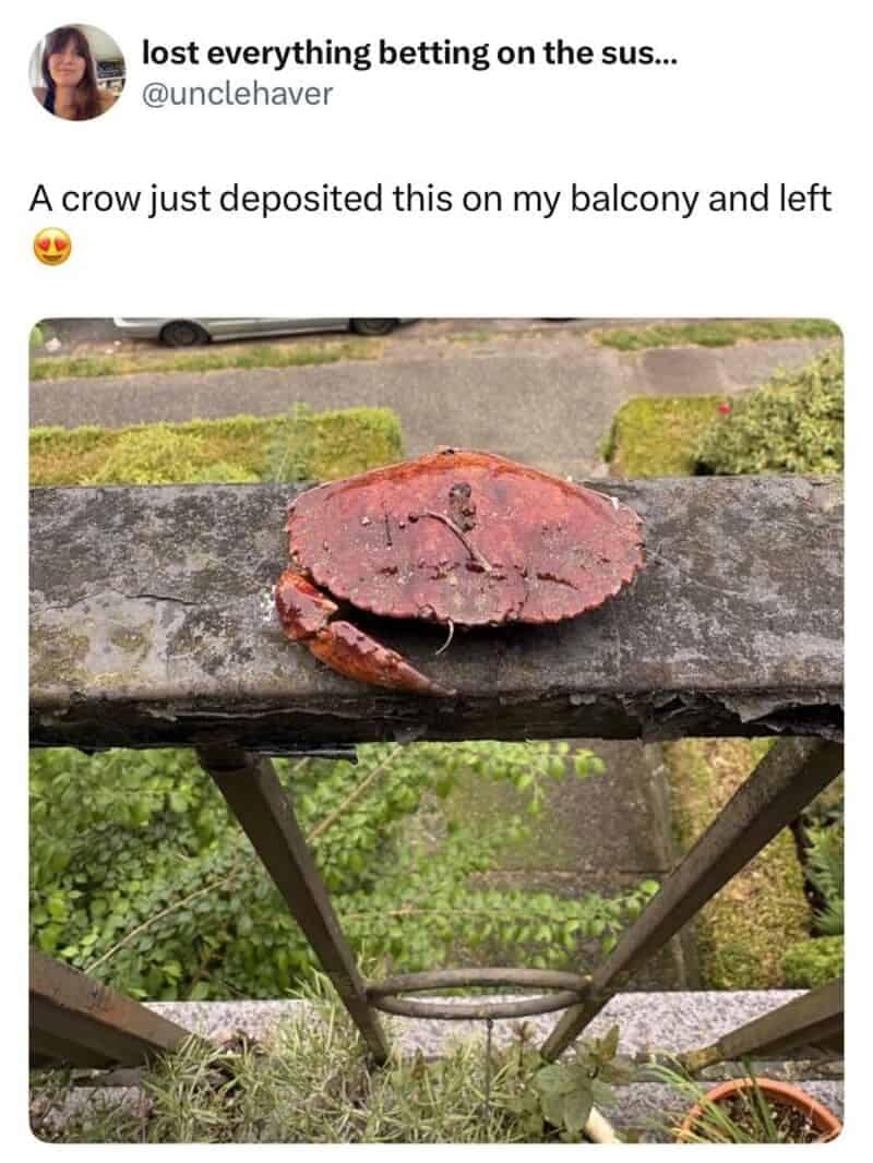 A viral screenshot within animal memes showcases a tweet from @unclehaver reading, "A crow just deposited this on my balcony and left 😍". The accompanying photograph reveals a large, dark red cooked crab mysteriously resting on a weathered concrete balcony railing with lush green treetops visible down below.