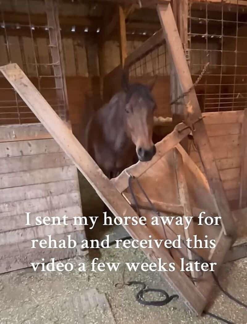 This hilariously chaotic animal memes post depicts a brown horse poking its head out from its barn stall over a completely smashed, splintered wooden stall door. The text overlay reads, "I sent my horse away for rehab and received this video a few weeks later," highlighting a total failure of structural restraint.