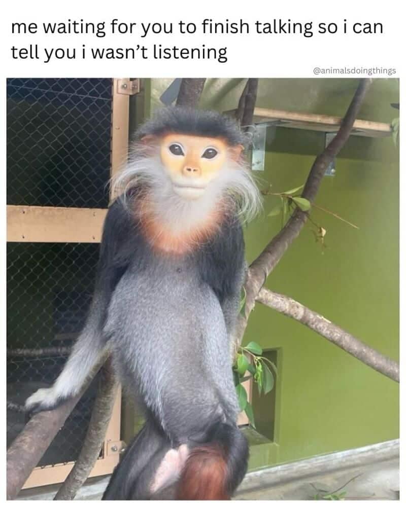 An incredibly relatable animal memes template features a vivid portrait of a colorful red-shanked douc monkey sitting on a branch within a zoo enclosure. The primate's pristine white facial hair, golden face, and smug expression are topped with the text overlay: "me waiting for you to finish talking so i can tell you i wasn't listening," complete with an @animalsdoingthings watermark.