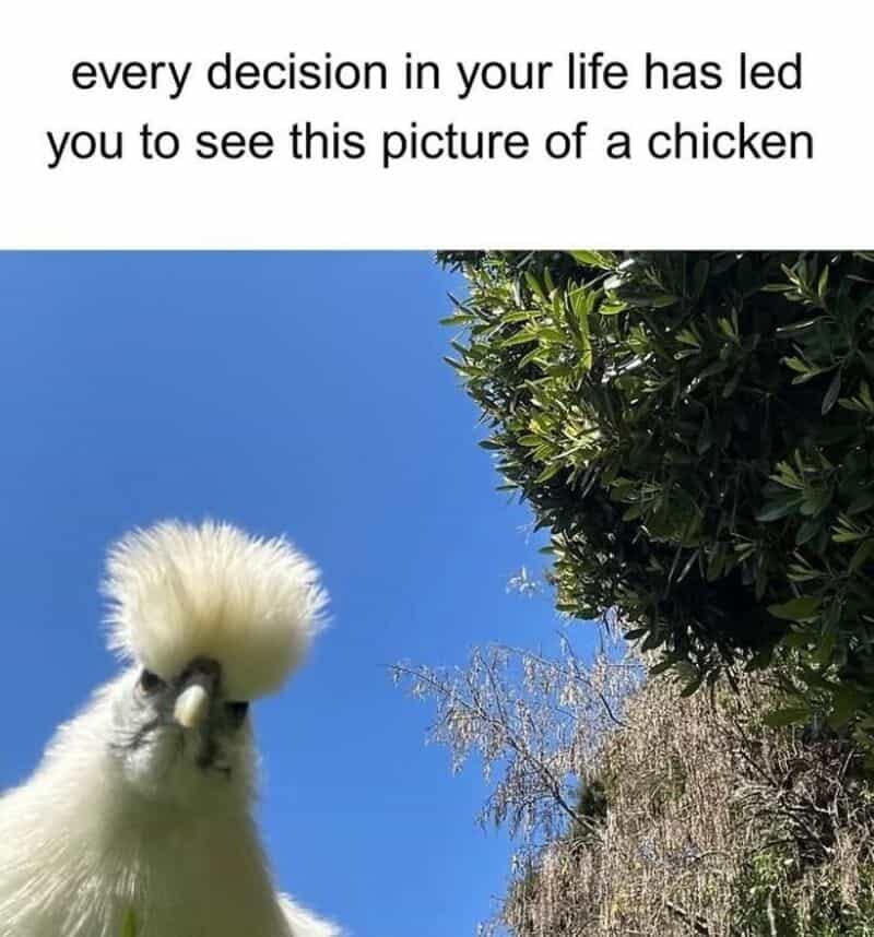Among classic internet animal memes, this image delivers a low-angle close-up shot of a white Silkie chicken with a giant, perfectly spherical white fluffy crest of feathers on its head. The bird glares directly down into the camera lens against a bright blue sky, underneath the profound text: "every decision in your life has led you to see this picture of a chicken."