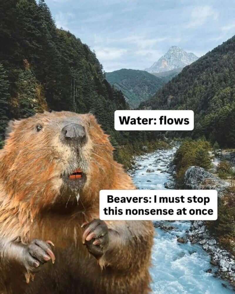 Focusing on wildlife, animal memes score another hit with a two-panel informational parody set against a pristine mountain river scene. The text boxes split the narrative between a simple environmental observation, "Water: flows," and a close-up photo of a wide-eyed, startled beaver saying, "Beavers: I must stop this nonsense at once."