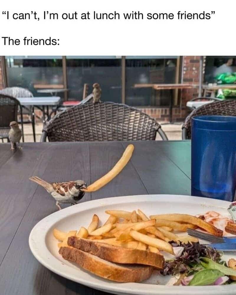 animal memes layout visualizes a casual lunch text conversation, reading: "“I can’t, I’m out at lunch with some friends” The friends:". The photographic punchline below shows an outdoor restaurant patio table where a plate of leftover french fries has been completely overrun by three wild sparrows, including one bird running off with a single massive fry clamped in its beak.