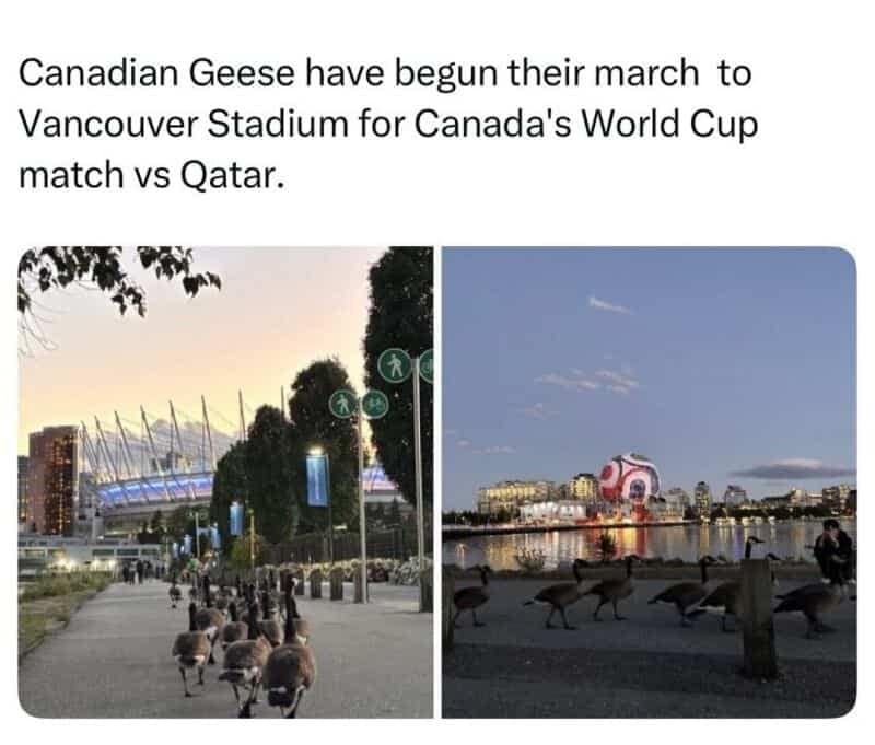 Trending heavily across animal memes, this multi-panel post jokes about soccer fans with the headline: "Canadian Geese have begun their march to Vancouver Stadium for Canada's World Cup match vs Qatar." The side-by-side images show a large flock of Canada geese aggressively marching down a park pathway towards a glowing stadium dome at sunset.