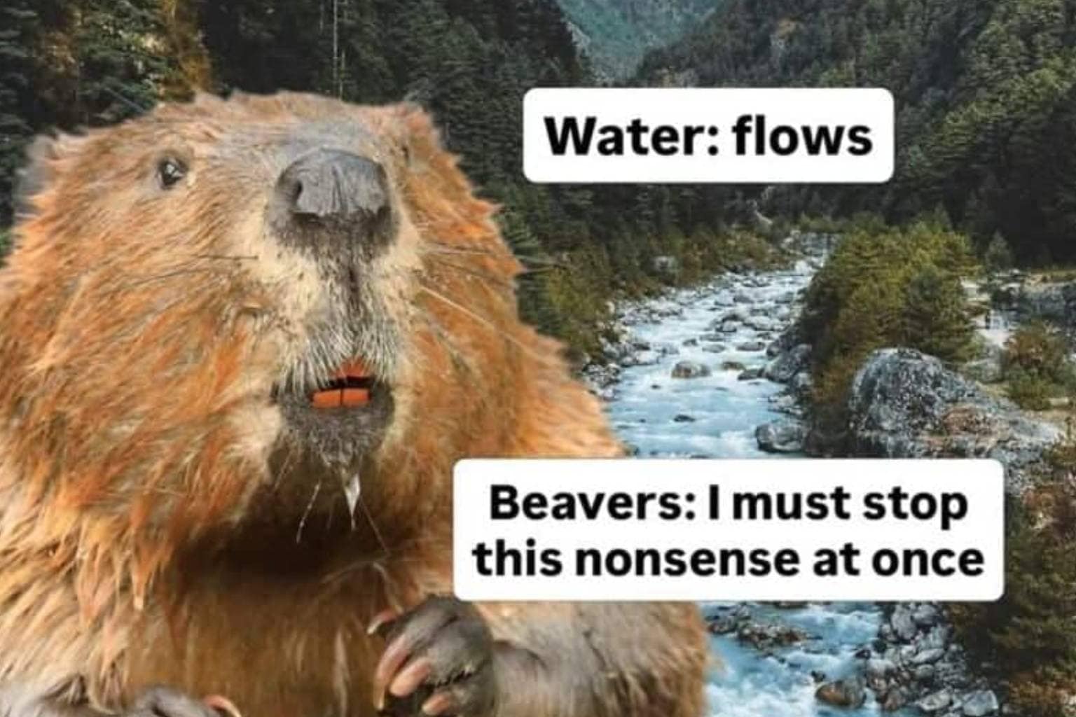 A master collection of animal memes curated for multi-platform placement leads with a viral, perfectly spherical golden buff orpington chicken dubbed an "absolute unit." The full 20-image gallery explores global internet wildlife humor, contrasting a real black bear validating its own municipal caution sign with a heartbroken, wide-eyed otter desperately clutching a tiny plastic toy guitar.