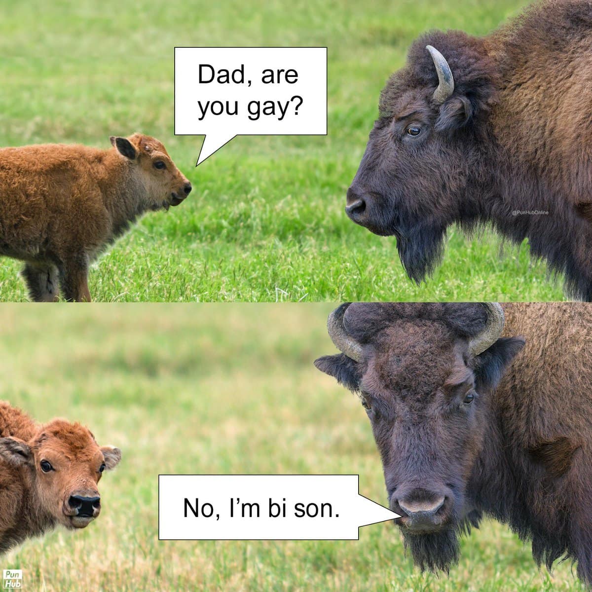 A wholesome wildlife animal pun panel where a young calf asks its father about his orientation, and the large horned bull proudly replies that he is a bi son.