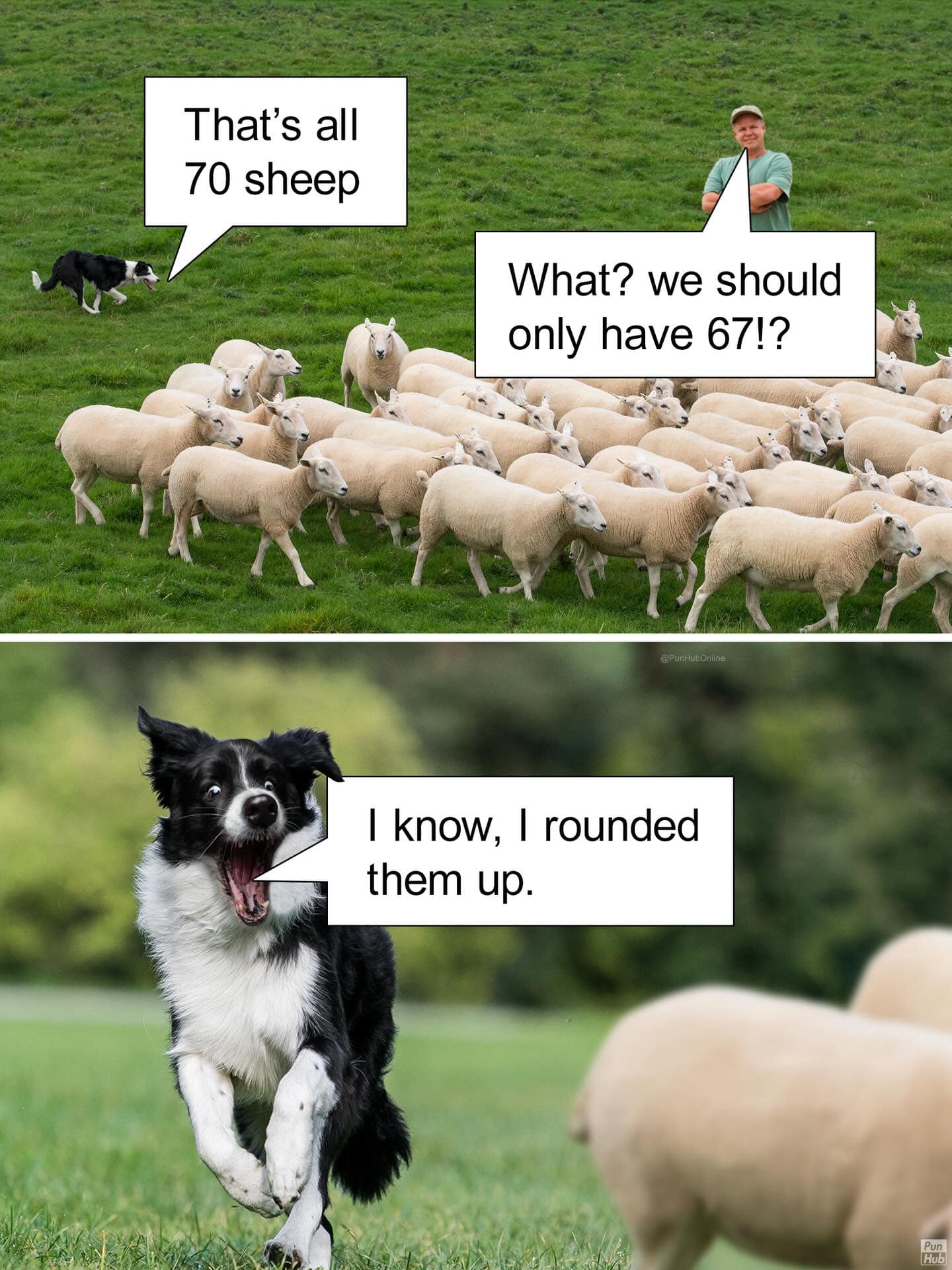 A brilliant math-themed animal pun panel where a hyperactive border collie herds 67 sheep but tells the flabbergasted farmer there are 70 because it proudly rounded them up.